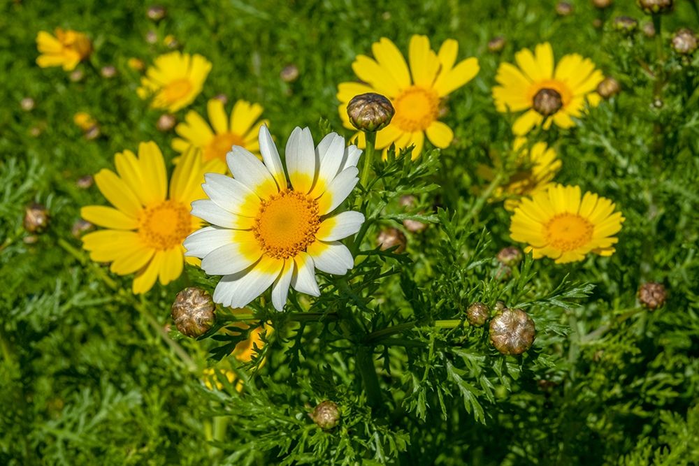 Crown daisy